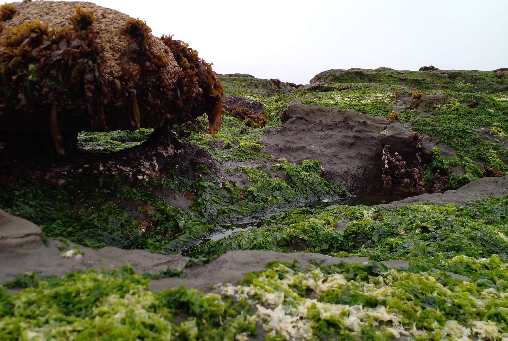 La Extraña Tierra de Bruwbrløck